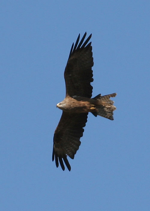 Must-harksaba (Milvus migrans)
Röa, Järvamaa, 2.8.2011

Margus Ots
Keywords: black kite