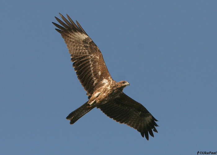 Must-harksaba (Milvus migrans)
Kfar Ruppin

UP
Keywords: black kite