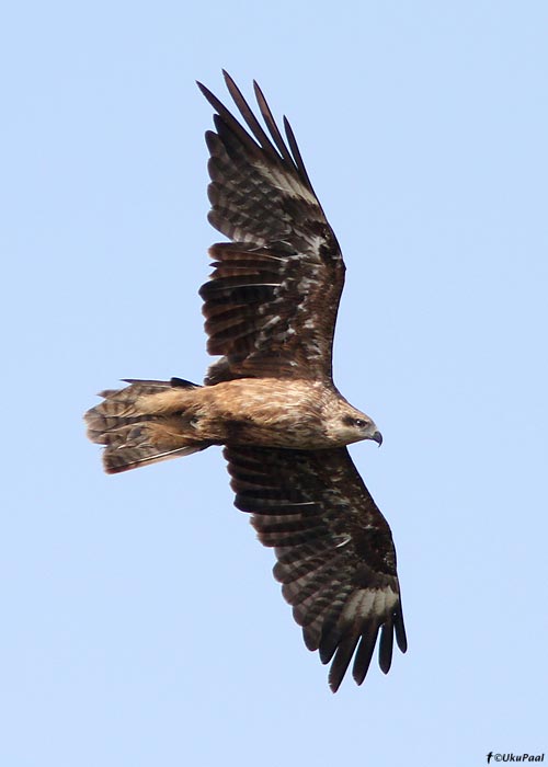 Must-harksaba (Milvus migrans)
Jõelähtme prügila, Harjumaa, 14.8.2011

Must-harksabasid on viimasel kahel aastal Eestis väga arvukalt nähtud.

UP
Keywords: black kite