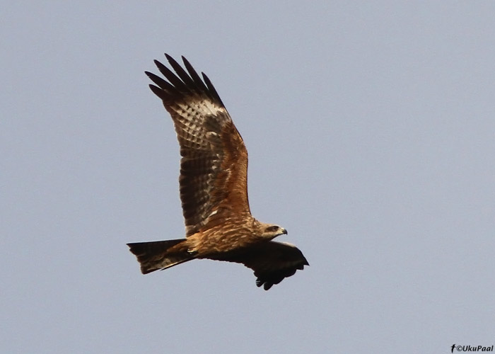 Must-harksaba (Milvus migrans)
Ristna, Hiiumaa, 14.5.2010

UP
Keywords: black kite