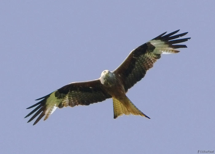 Puna-harksaba (Milvus milvus)
Sõrve linnujaam, 4.6.2012

UP
Keywords: red kite