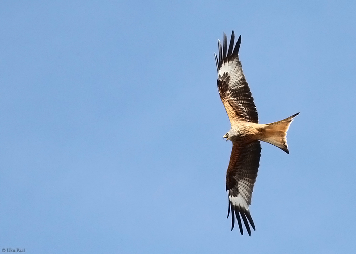 Puna-harksaba (Milvus milvus)
Hispaania 2014

UP
Keywords: red kite