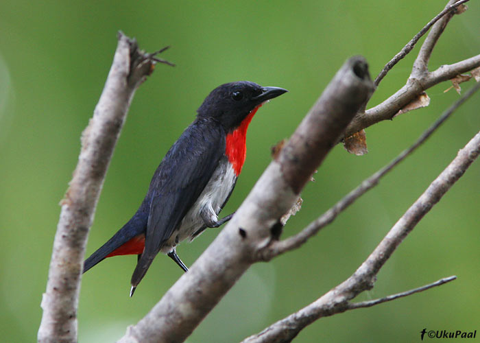 (Dicaeum hirundinaceum)
Keatings Lagoon, Detsember 2007
Keywords: mistletoebird