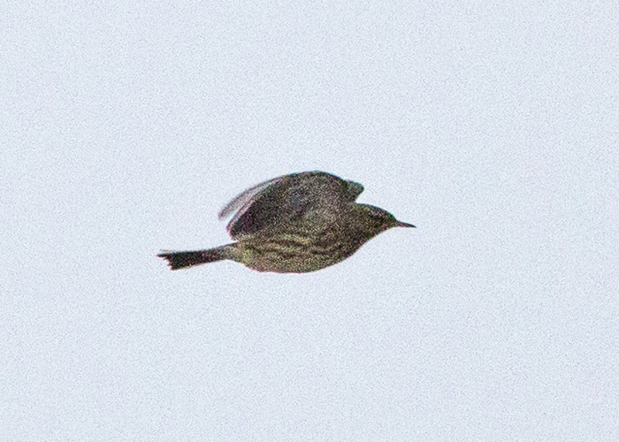 Mägikiur (Anthus spinoletta)
Pärnu, 16.2.2014. Eesti 2. vaatlus. Second for Estonia.

Mati Kose
Keywords: water pipit