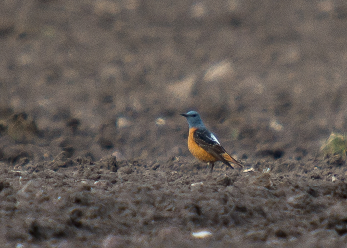 Kivirästas (Monticola saxatilis)
Niidi, Hiiumaa, 04.05.2021. Eesti 2. leid.

Maie VIkerpuur
Keywords: rock thrush