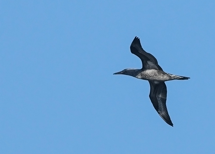 Suula (Morus bassanus) 1a
Põõsaspea neem, 17.10.2018

Sander Sirelbu
Keywords: gannet