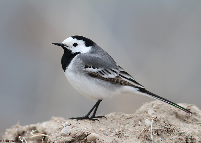 Linavästrik (Motacilla alba alba) isane
Tartumaa, mai 2014

UP
Keywords: white wagtail