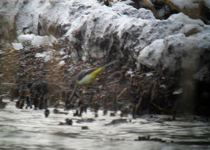 Jõgivästrik (Motacilla cinerea)
Ruhnu saar, 2.12.2012. Esimene talvine vaatlus Eestile. First winter-record for Estonia.

Jaak Tammekänd
Keywords: grey wagtail