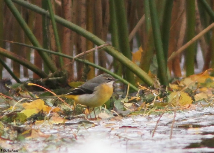 Jõgivästrik (Motacilla cinerea)
Saadjärv, Tartumaa, 16.10.2010. Tartumaa 5. vaatlus.

UP
Keywords: grey wagtail