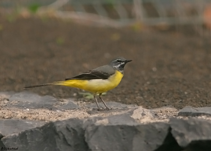 Jõgivästrik (Motacilla cinerea)
Tenerife, märts 2009

UP
Keywords: grey wagtail