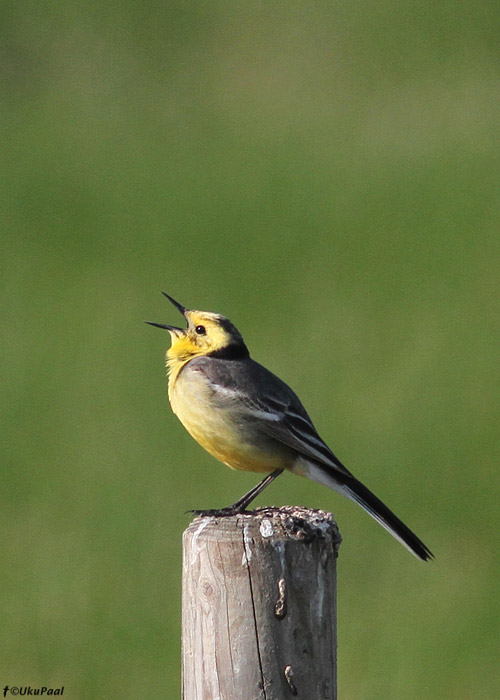 Kuldhänilane (Motacilla citreola)
Läänemaa, juuni 2013

UP
Keywords: citrine wagtail