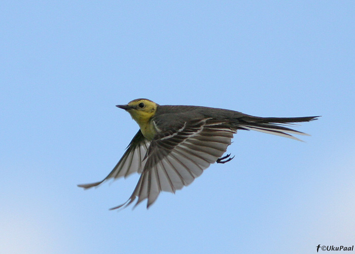 Kuldhänilane (Motacilla citreola)
Tartumaa, 15.6.2007
Keywords: citrine wagtail