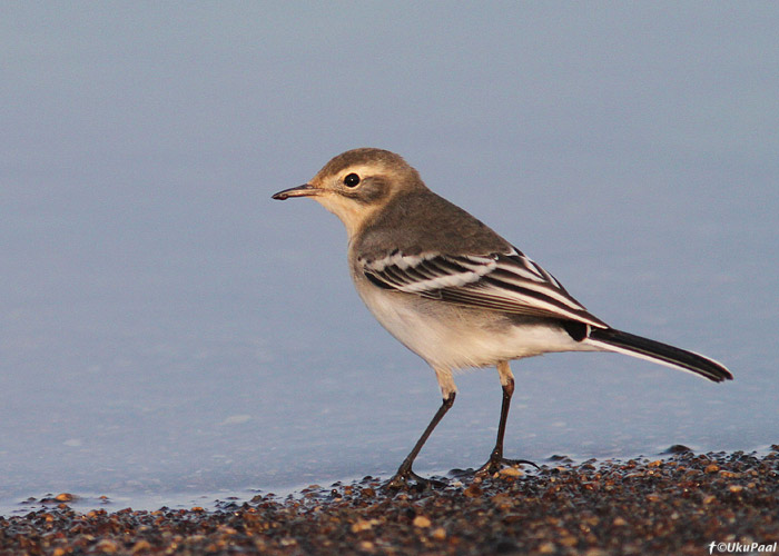 Kuldhänilane (Motacilla citreola)
Pitkänä, Kihnu saar, 24.7.2013

UP
Keywords: citrine wagtail