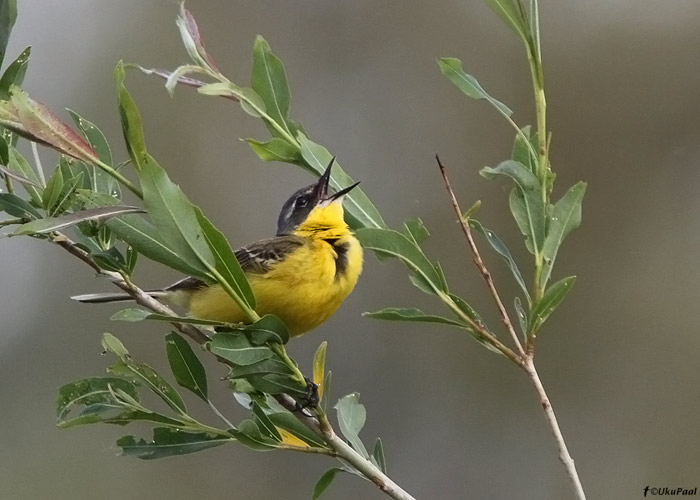 Lambahänilane (Motacilla flava flava)
Tartumaa, juuni 2011

UP
Keywords: yellow wagtail