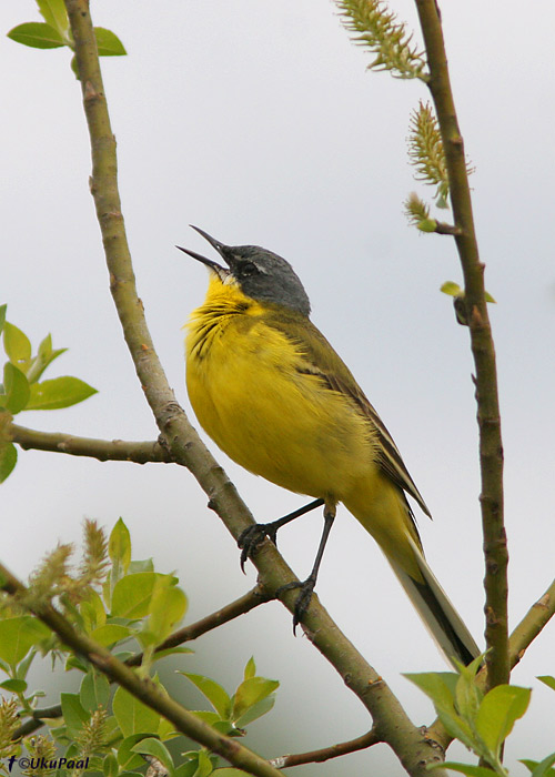 Lambahänilane (Motacilla flava)
Väike-Rakke, Tartumaa, 16.5.2008

UP
Keywords: yellow wagtail