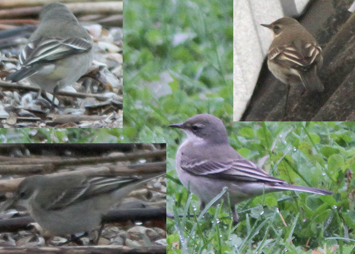 Idahänilane (Motacilla tschutchensis)
Mehikoorma, Tartumaa, 25.9.2012. Eesti 1. vaatlus. First for Estonia.

UP
Keywords: wagtail