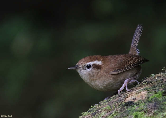 Troglodytes solstitialis
Peruu, sügis 2014

UP
Keywords: MOUNTAIN WREN