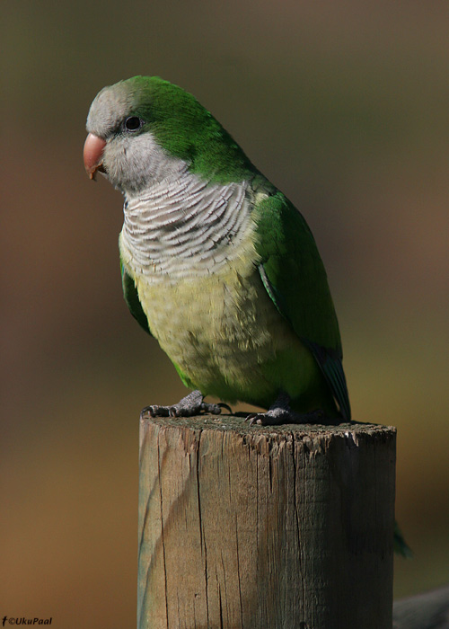 Munkpapagoi (Myiopsitta monachus)
Fuerteventura, märts 2009

UP
Keywords: monk parakeet