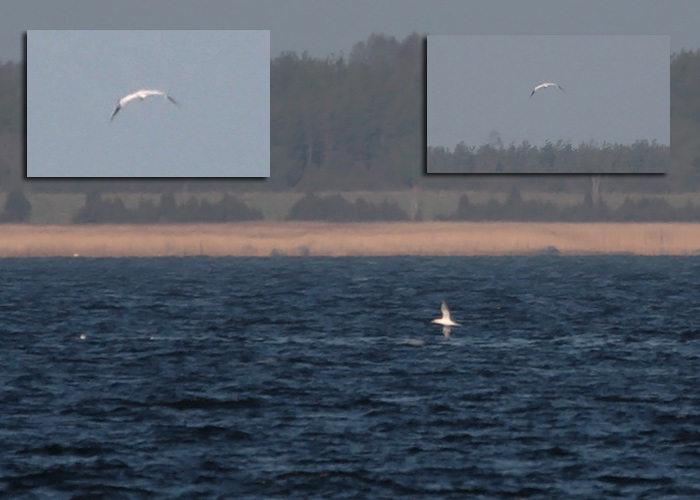 Suula (Morus bassanus)
Virtsu, 8.5.2009. Eesti 9. vaatlus.

Mati Martinson
Keywords: gannet