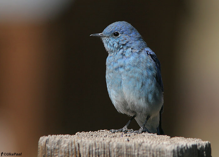 Mägi-sinilind (Sialia currucoides)
Bodie, California

UP
Keywords: mountain bluebird