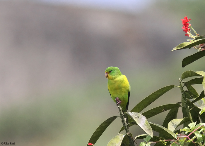 Kold-mägipapagoi (Psilopsiagon aurifrons)
Peruu, sügis 2014

UP
Keywords: Mountain parakeet