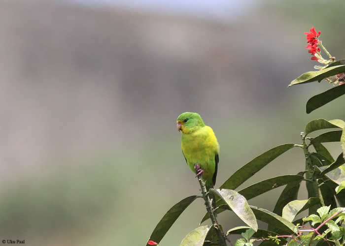 Kold-mägipapagoi (Psilopsiagon aurifrons)
Peruu, sügis 2014

UP
Keywords: Mountain parakeet