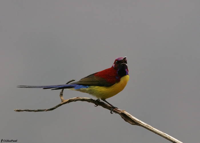 Aethopyga gouldiae 
Eaglenest NP, märts 2010

UP
Keywords: mrs gould's sunbird