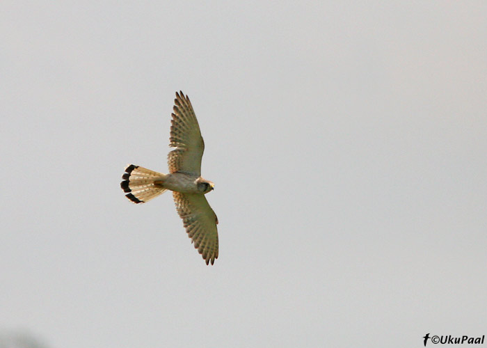 Austraalia tuuletallaja (Falco cenchroides)
Bairnsdale, November 2007
Keywords: nankeen kestrel