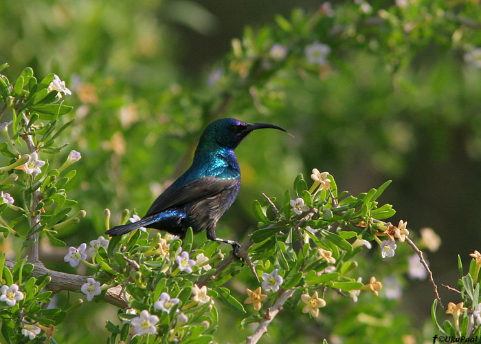 Araabia nektarilind (Nectarinia osea)
Ma’Agan Mikhael

UP
Keywords: palestine sunbird