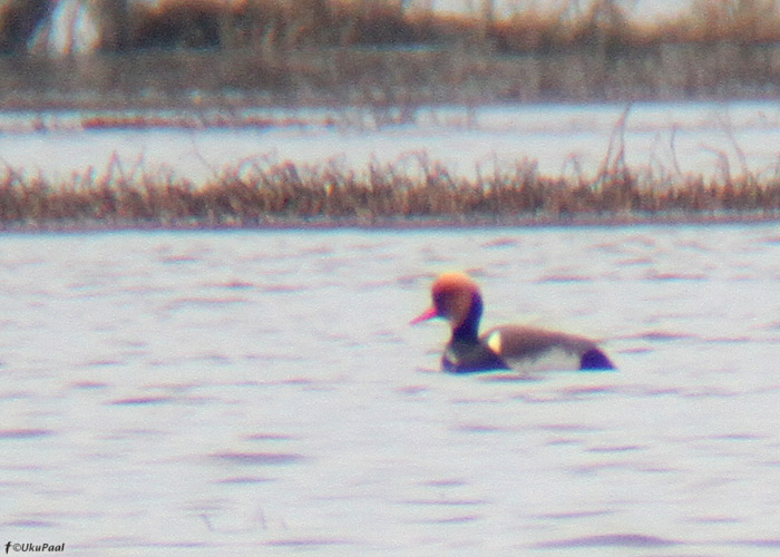 Punanokk-vart (Netta rufina)
Valguta polder, Tartumaa, 21.4.2012. Tartumaa 3. vaatlus.

UP
Keywords: red-crested pochard