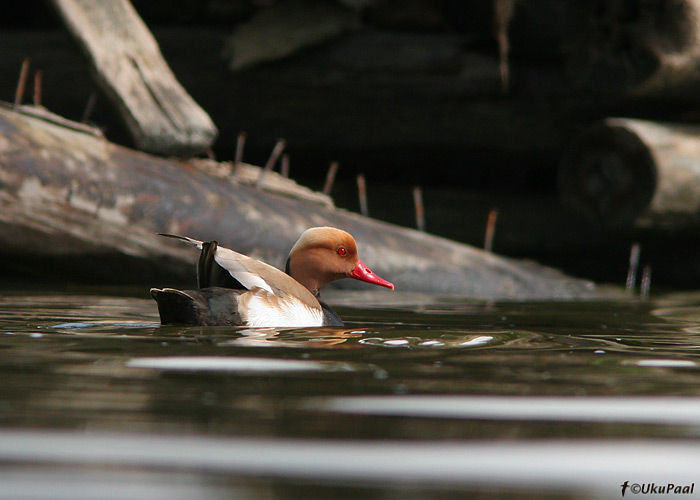 Punanokk-vart (Netta rufina)
Haapsalu laht, mai 2008. See on 26. vaatlus Eestis.

UP
Keywords: red-crested pochard