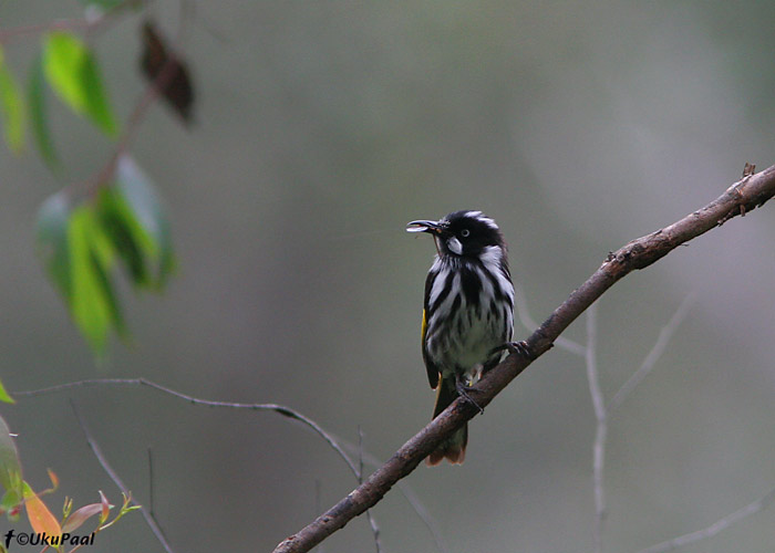 (Phylidonyris novaehollandiae)
Fairy Dell, November 2007
Keywords: new holland honeyeater