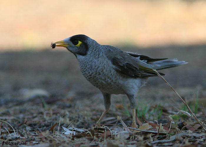 (Manorina melanocephala)
Barmah, Detsember 2007
Keywords: noisy miner