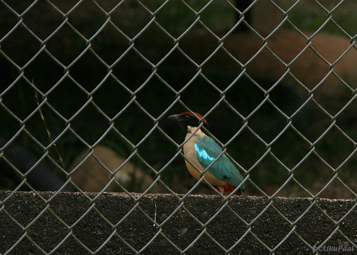 Austraalia pita (Pitta versicolor)
Paluma NP, Detsember 2007. Austraalia pitasid nägime autoteed ületamas mitmeid, kuid vaid see isend näitas end ühele vaatlejale kenasti. Kahjuks tegutses lind teiselpool võrkaeda ja see jäigi ainukeseks fotoks.  
Keywords: noisy pitta