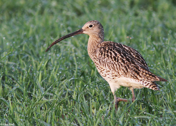 Suurkoovitaja (Numenius arquata)
Tartumaa, mai 2014

UP
Keywords: curlew