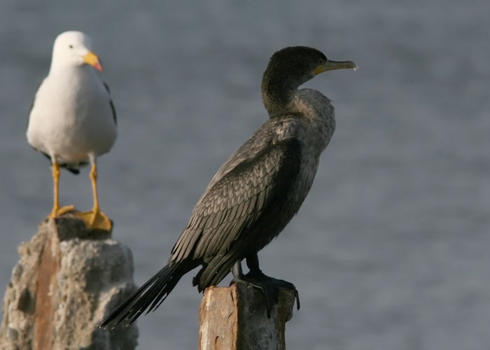 Neotropical Cormorant (Phalacrocorax brasilianus)
Neotropical Cormorant (Phalacrocorax brasilianus). Paracas        

RM
