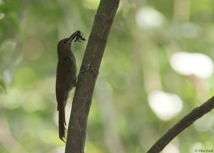 Dendrocolaptes sanctithomae
Panama, jaanuar 2014

UP
Keywords: northern barred woodcreeper