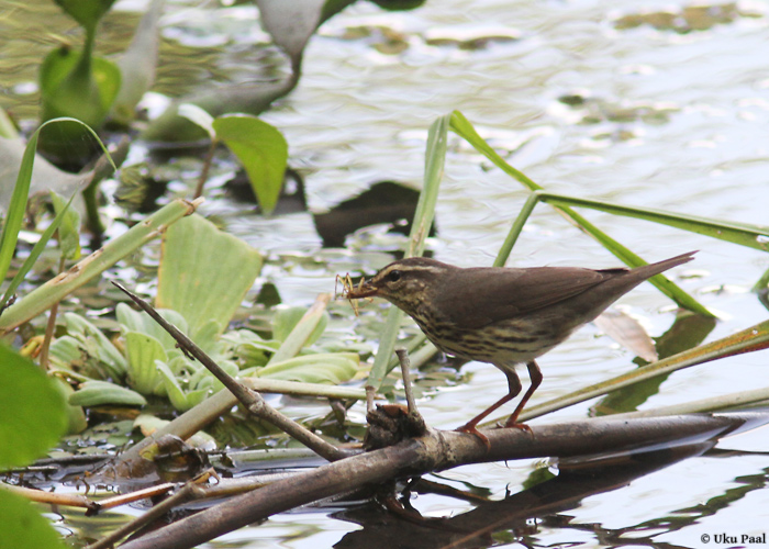 Lodusäälik (Seiurus noveboracensis)
Panama, jaanuar 2014

UP
Keywords: northern waterthrush