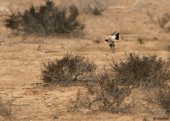 Kõrbe-kivitäks (Oenanthe deserti)
Nizzana

UP
Keywords: desert wheatear