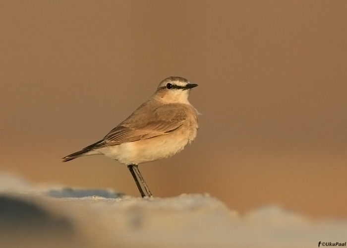 Liiv-kivitäks (Oenanthe isabellina)
Egiptus, jaanuar 2010
Keywords: isabelline wheatear