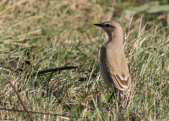 Liiv-kivitäks (Oenanthe isabellina)
Maantee, Saaremaa, 28.9.2013

UP
Keywords: isabelline wheatear