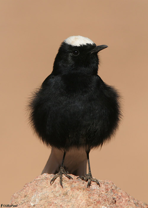 Tanu-kivitäks (Oenanthe leucopyga)
Egiptus, jaanuar 2010
Keywords: white-tailed wheatear