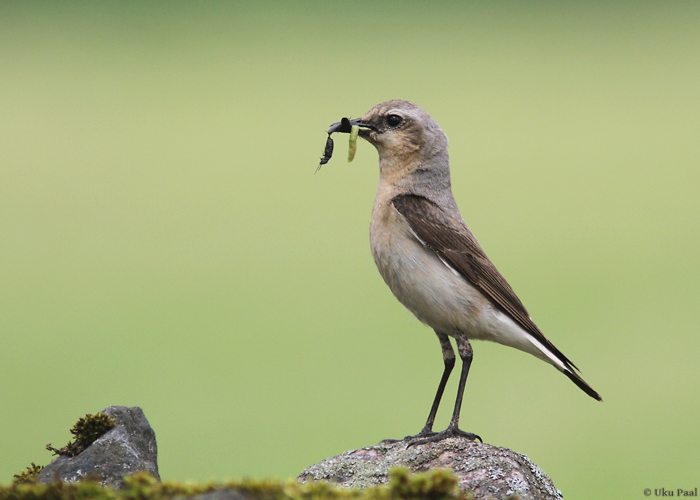 Kivitäks (Oenanthe oenanthe)
Viljandimaa, juuni 2014

UP
Keywords: wheatear