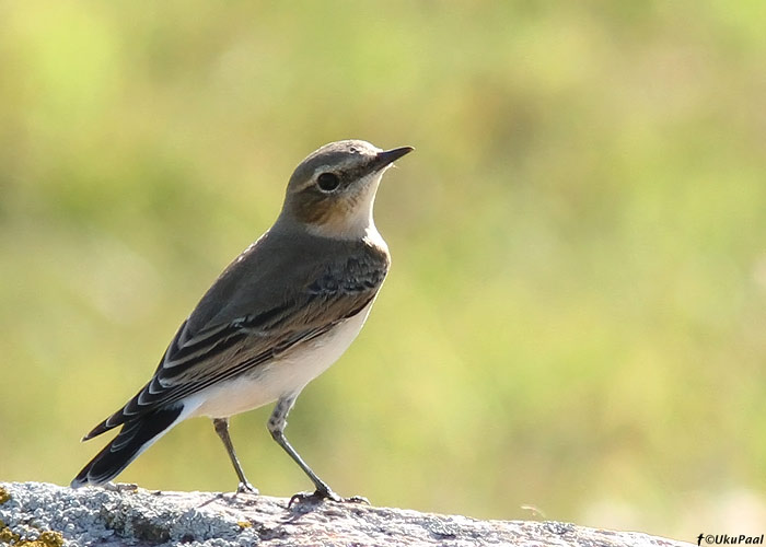 Kivitäks (Oenanthe oenanthe)
Pitkänä, Kihnu, 8.9.2013

UP
Keywords: wheatear