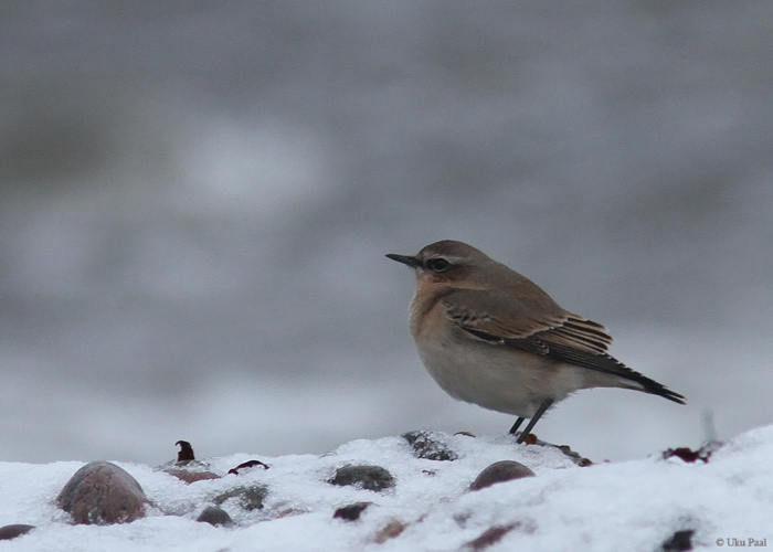 Kivitäks (Oenanthe oenanthe)
Letipea neem, Lääne-Virumaa, 13.12.2014. Esimene talvine vaatlus Eestis. First winter-record for Estonia.

UP
Keywords: wheatear