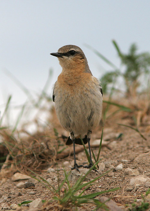 Kivitäks (Oenanthe oenanthe)
Läänemaa, mai 2009

UP
Keywords: wheatear