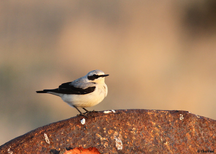 Kivitäks (Oenanthe oenanthe) isane
Saaremaa, aprill 2014

UP
Keywords: wheatear