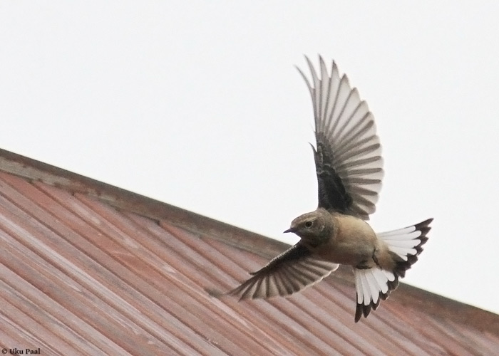 Nunn-kivitäks (Oenanthe pleschanka)
Sõrve säär, Saaremaa, 3.11.2013. Eesti teine leid. 2nd for Estonia.

UP
Keywords: pied wheatear