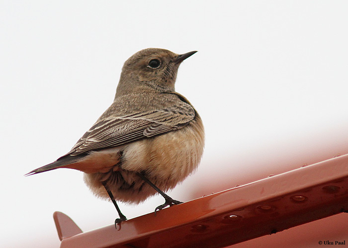 Nunn-kivitäks (Oenanthe pleschanka)
Sõrve säär, Saaremaa, 3.11.2013. Eesti teine leid. 2nd for Estonia.

UP
Keywords: pied wheatear