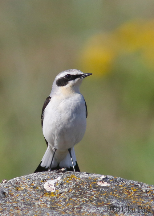 Kivitäks (Oenanthe oenanthe)
Hiiumaa, mai 2018

Uku Paal
Keywords: northern wheatear